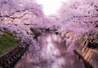 Top 5 Places to Visit if you love Cherry Blossom