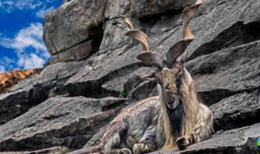 A Guide to Astore Wildlife Sanctuary