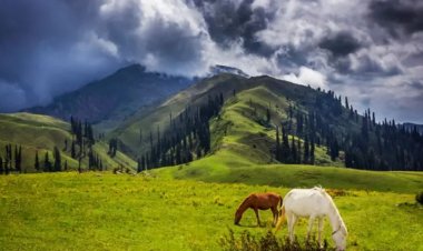A Journey to the High Altitude Paradise of Siri Paye Meadow