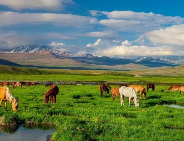 Deosai National Park: The Land of Giants