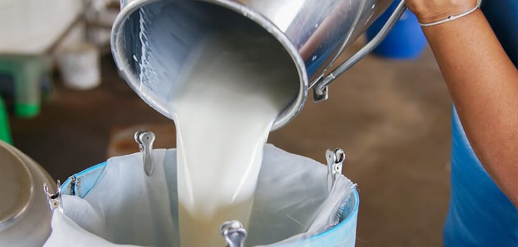 Unpasteurized dairy products